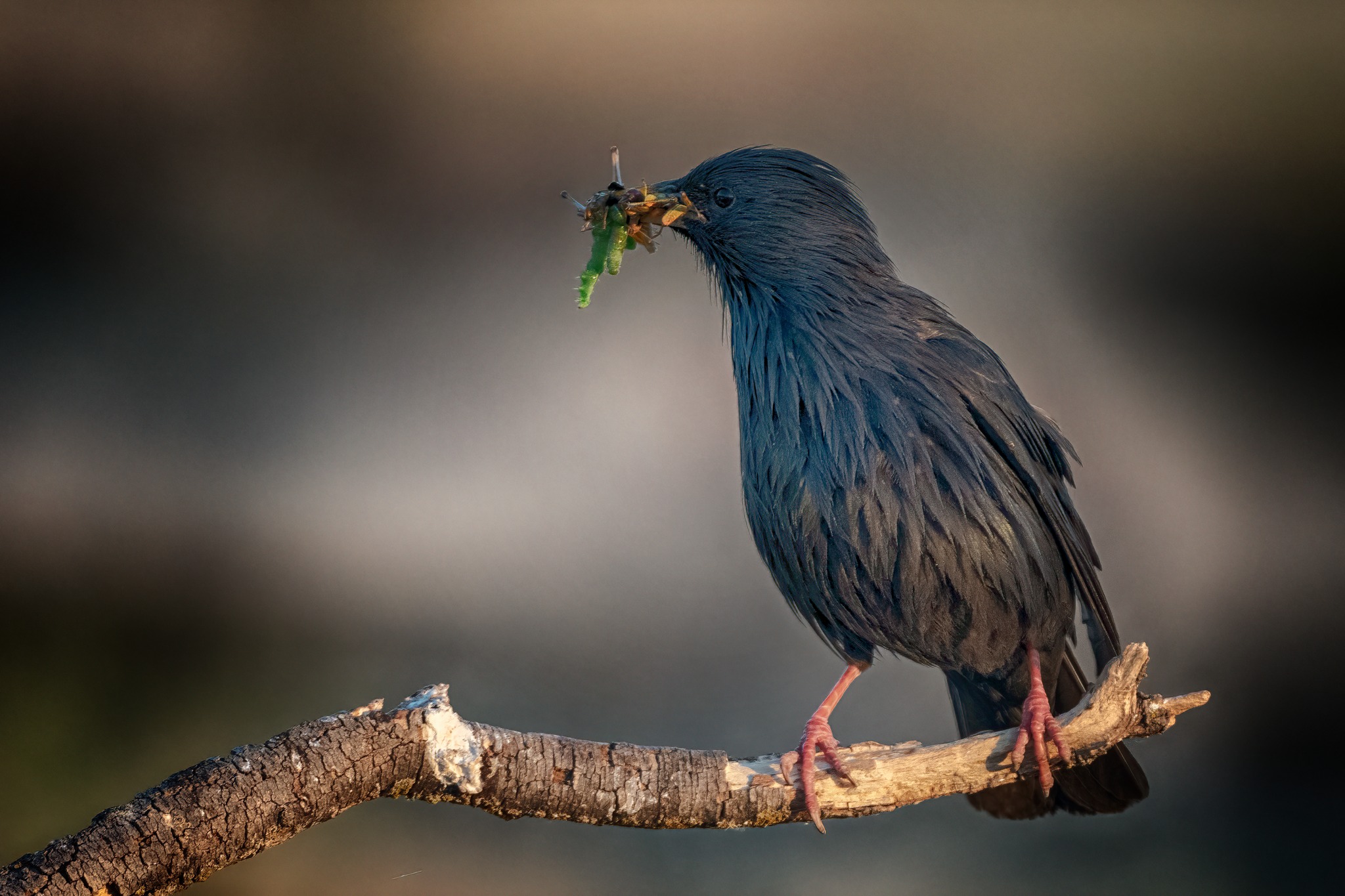 Spotless Starling Bird